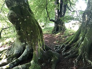 bosque encantado escocia