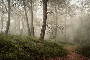 El Bosque Prohibido de Harry Potter