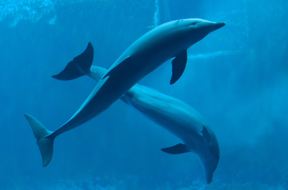 Delfines mulares y comunes