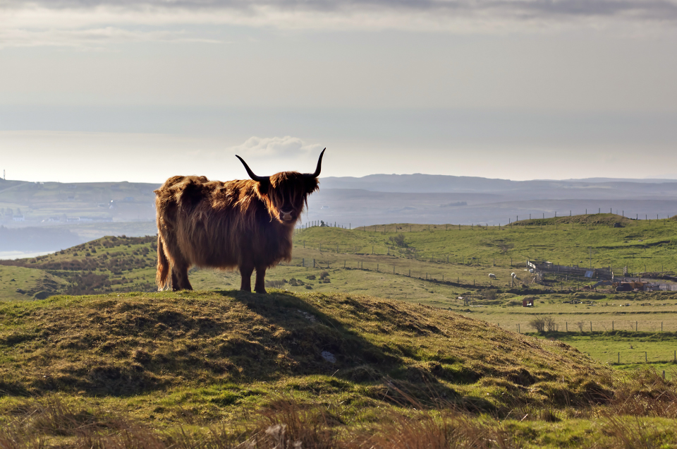 Fauna de Escocia: animales que te encontrarás en tu viaje
