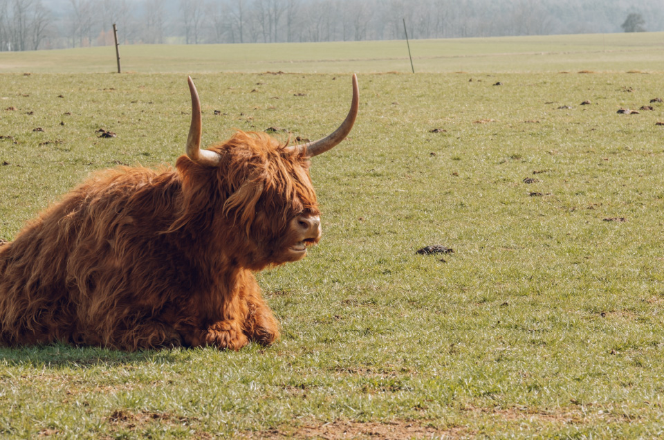 vacas escocesas