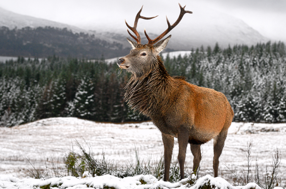 Parque Nacional de los Trossachs